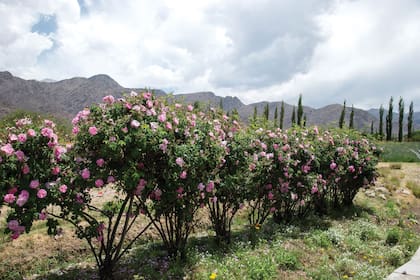 Los rosales plantados antes de la llegada de Adriana a dar su toque de gracia al jardín.