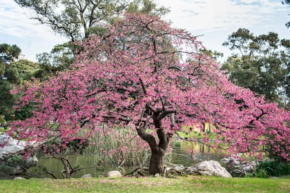 Los Sakuras simbolizan la felicidad efímera