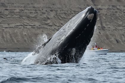 Los saltos, uno de los atractivos del avistaje de ballenas franca austral