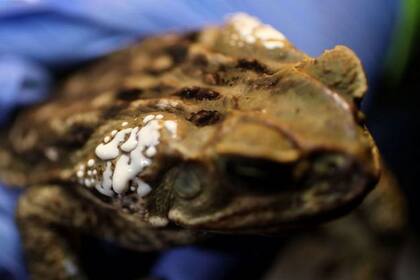 Los sapos de caña segregan una peligrosa bufotoxina de las glándulas detrás de la cabeza