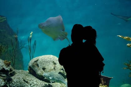 Los secretos de la vida marina en el acuario de Temaikén.
Gentileza Temaikén