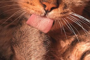 Los secretos tras la lengua de los gatos (Imagen de carácter ilustrativo)
