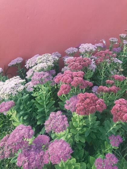 Los sedum pasan del verde al fin del verano al rosado a principio del otoño. La pared de fondo a tono, acompaña el proceso.