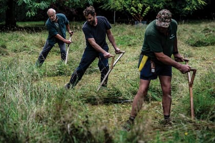 Los segadores y miembros de la Asociación de Guadañas de Gran Bretaña e Irlanda cortan los pastos de los prados en Highgrove. El Rey prefiere que todo el trabajo se realice con herramientas manuales porque es menos dañino para la flora que una podadora y más silencioso.