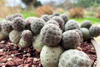 los segmentos del Tephrocactus se desprenden con facilidad y ruedan por las pendientes, generando nuevas plantas en lugares inesperados