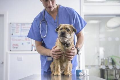 Los seguros para mascotas cubren cualquier emergencia veterinaria