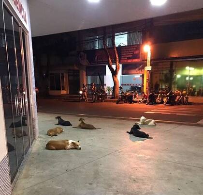 Los seis perros esperaron impacientes la salida Luiz en la puerta del hospital durante toda la noche.