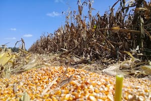 Los sembrados en septiembre fueron acompañados por las lluvias de la primavera durante su periodo vegetativo y expusieron su periodo crítico en las todavía buenas condiciones ambientales de diciembre, sufriendo un poco posteriormente en llenado de granos que es donde resintieron algo su rendimiento