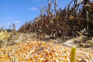 El temor, la jugada obligada y el cultivo que volvió y sorprendió esta cosecha