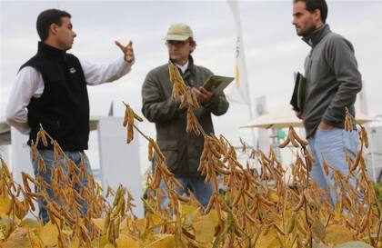 Los semilleros, con muchas consultas de los productores