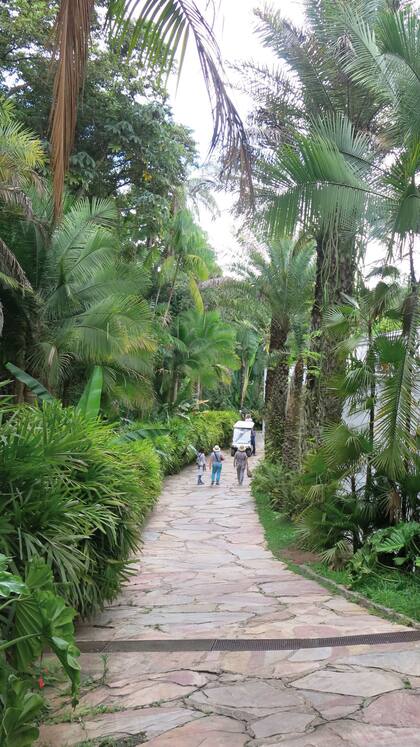 Los senderos de Inhotim permiten la circulación de carritos a batería para aquellos que no quieran caminar.