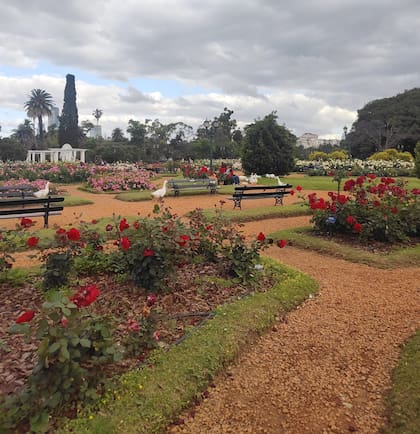 Los senderos del Rosedal