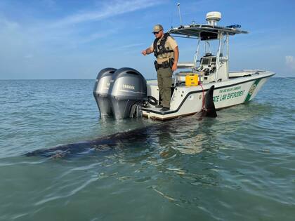 Los servicios de protección y rescate animal de Florida determinaron que se trató de una ballena picuda de aguas profundas