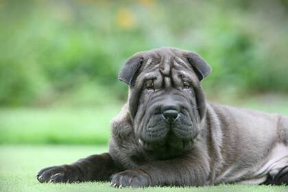Los shar pei son una de las razas más propensas a contraer otitis