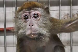 Los últimos monos de un exbioterio de experimentación siguen cautivos en un sótano a la espera de una vida mejor