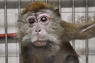 Los últimos monos de un exbioterio de experimentación siguen cautivos en un sótano a la espera de una vida mejor