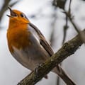 Por qué es bueno escuchar pájaros cantar en tu casa o jardín