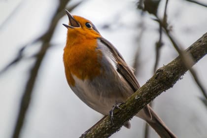 Los significados ocultos del canto de pájaros, un sonido que va más allá de la melodía