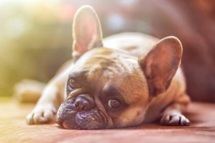 Los signos de estrés en los perros son sutiles y requieren una observación detallada