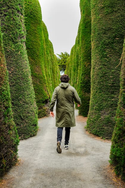 Los singulares cipreses del cementerio Sara Braun