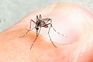 El virus transmitido por mosquitos que crece más rápido que el dengue