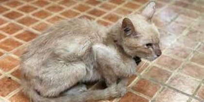 Los síntomas del hipertiroidismo son la pérdida de peso y un pelaje descuidado