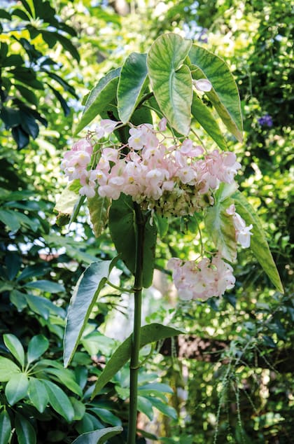Los síntomas más habituales de la intoxicación por begonias son excesiva salivación, llagas en la boca y rechazo por la comida y agua