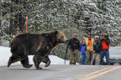 Los sistemas de reconocimiento pudieron captar las señales del primer oso que sale de su refugio tras el invierno
