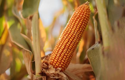 Los stocks mundiales del forrajero continúan reduciéndose a pesar de una cosecha super récord en Estados Unidos y el consumo de carne vacuna a nivel global, según el índice de la FAO, no para de crecer