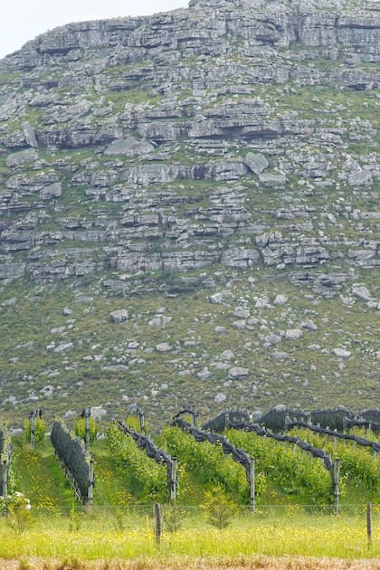 Los suelos de Puerta del Abra son calcáreos. El viento es uno de los rasgos más marcados del terroir. Es de alta intensidad y es tanto un benefactor como un elemento que desafía al producto.