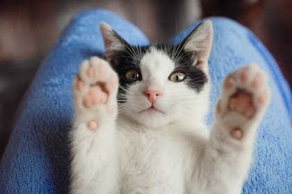 Los sueños con gatos pueden ser una señal de alerta, aunque también representan independencia, sensualidad e inteligencia