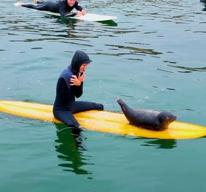 Los surfistas estaban emocionados de tener a una compañera foca en sus labores cotidianas
