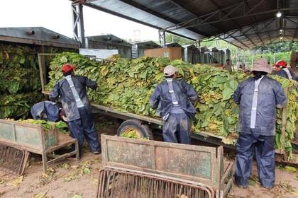 Los tabacaleros tienen un costo de 12/13% de derechos de exportación. Gentileza productores tabacaleros