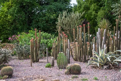 Los tallos carnosos, piel gruesa e impermeable y modificación de las hojas hasta convertirlas en espinas, son adaptaciones de las especies ante la falta de agua y el exceso de calor