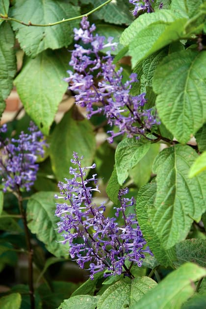 Los tallos del Plectranthus fruticosus tienen sección cuadrangular y la planta desprende olor al roce.