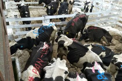 Los tamberos enviaron las vacas en señal de protesta por los precios