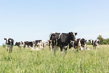 Los tamberos más comprometidos están buscando financiación para pasar el mal momento, frenan inversiones planificadas o bajan la calidad o el volumen de las dietas ofrecidas a las vacas