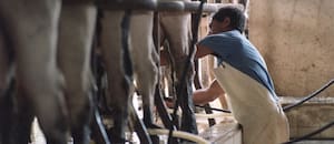 La lechería alcanzó en 2025 su mayor producción de la última década