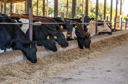 Números preocupantes: la producción de leche marcó una baja histórica y sufre por el arrastre de un fenómeno 8 Los tambos enfrentan dificultades que vienen desde la sequía