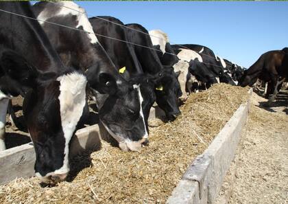 Se viene un conflicto por el precio de la leche entre las industrias y productores lecheros 3 Los tambos están entrando en la época del año que exige mayores gastos de alimentación