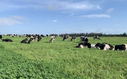 Los tambos requieren de un plan sanitario