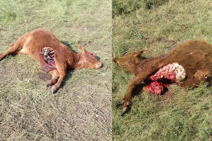 Los terneros que fueron atacados por el animal