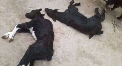 Los terneros que los perros le mataron a Vazquez