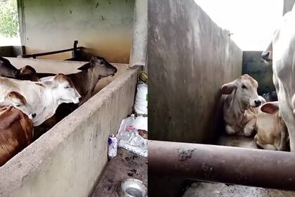 Los terneros tienen un nombre al que responden