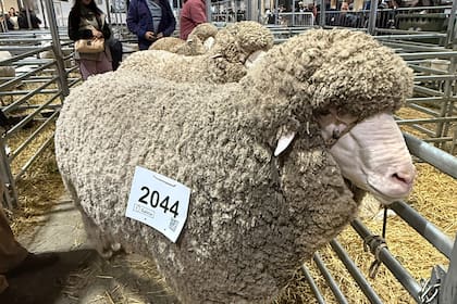 Los ters animales que compiten