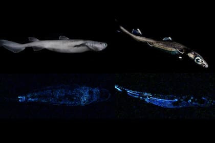 Los tiburones bioluminiscentes encontrados en las costas de la Isla Sur de Nueva Zelanda Foto: Twitter @niwa_nz