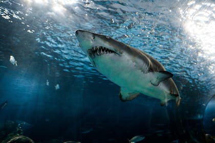 Los tiburones blancos son peligrosos para los humanos