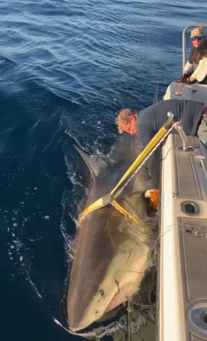 Los tiburones blancos son uno de los depredadores más grandes de los océanos (Foto: Mirror UK)