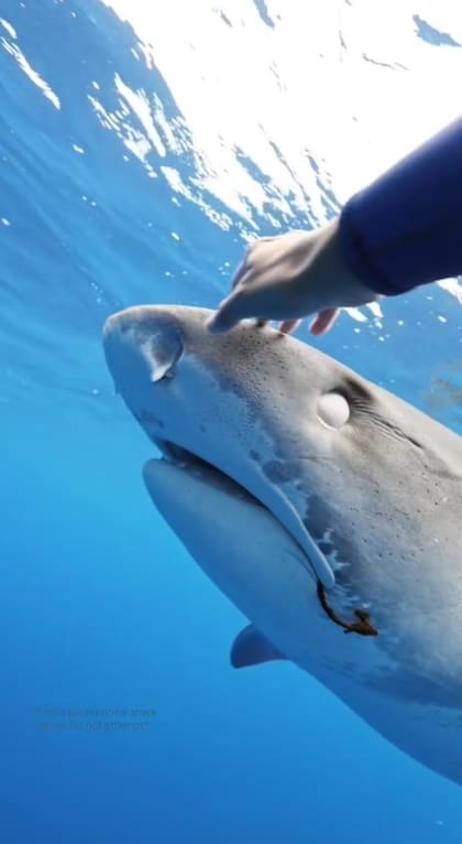 Los tiburones cierran sus ojos para protegerse, como los humanos