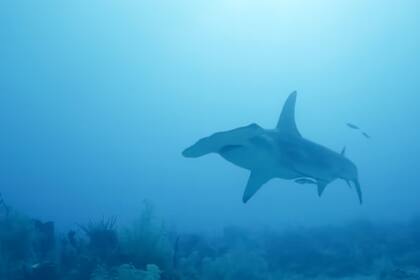 Los tiburones de cocaína son los sujetos de estudio en un nuevo documental de Discovery TV para la Shark Week (semana del tiburón)